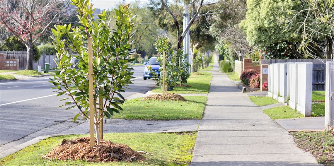 Tree Selection & Planting