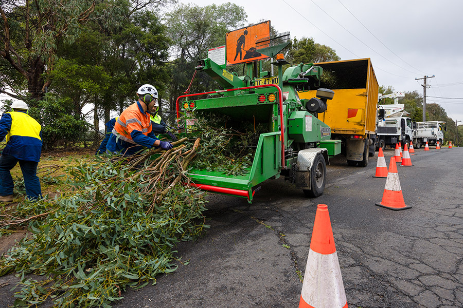 Pruning & Maintenance