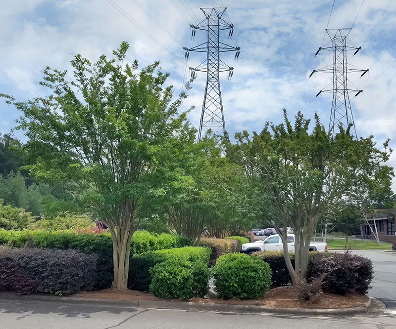 Tree Health Care