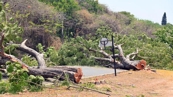 Tree Removal