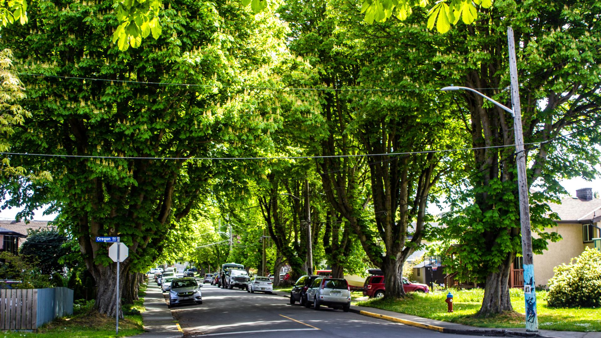 Tree Preservation